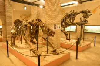 A imagem mostra um grande salão de um museu, com duas réplicas de esqueletos de preguiças-gigantes em primeiro plano, montadas sobre bases elevadas de areia ou terra clara. As estruturas dos esqueletos são em tons de marrom e bege, com detalhes de correntes pretas e postes metálicos ao redor das bases. Colunas de tijolos claros se estendem pelo ambiente, e o teto possui iluminação embutida que cria pontos de luz e reflexos. Ao fundo, nas paredes, há painéis com ilustrações em tons de amarelo e rosa, e vitrines contendo artefatos menores. O chão é um piso liso e claro.