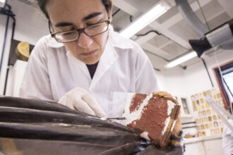 A imagem mostra uma pessoa usando óculos e luvas brancas, vestindo um jaleco branco e uma camisa escura por baixo. A pessoa está concentrada em uma peça marrom e vermelha que segura nas mãos, utilizando uma pequena ferramenta para raspar ou trabalhar na superfície. A peça que está sendo manuseada tem uma textura enrugada e escura em uma parte, e uma área com cores mais claras, incluindo branco e tons de vermelho ou marrom-avermelhado, que parece estar em processo de restauração ou análise. Ao fundo, um ambiente de laboratório é visível, com superfícies claras, equipamentos e iluminação fluorescente no teto.