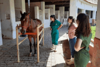 A imagem mostra um estábulo ou área de manejo de animais, com paredes claras e vigas de madeira no teto, por onde entra a luz do dia. Em primeiro plano à esquerda, um cavalo de pelagem marrom-avermelhada está contido por duas barras metálicas horizontais de cor clara, com equipamento em sua cabeça e uma bolsa de soro pendurada acima, conectada a ele por um tubo. Três mulheres estão próximas ao cavalo. A mulher central, vestida com um uniforme cirúrgico verde, está com as mãos na cintura, observando o cavalo. À sua direita, outra mulher, com uma blusa rosa e calça jeans, e a terceira mulher, de costas e vestindo um uniforme verde similar, também observam o animal. Todas usam botas de borracha brancas. No chão, o piso é de blocos ou tijolos, e no fundo, são visíveis baias vazias.