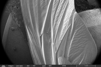 A imagem é uma micrografia de microscopia eletrônica de uma asa de inseto em tons de cinza. A asa tem uma textura complexa e detalhada, mostrando veias e dobras em sua superfície. As veias maiores se ramificam, criando um padrão de textura. Na parte inferior da imagem, há uma barra de escala e várias informações técnicas. No canto inferior esquerdo, um ícone com uma flor estilizada e a ampliação de "78x" são visíveis. No centro inferior, informações como "use case: Standard", "det: ETD", "HV: 5.00 kV" e "spot: 6.0" estão presentes. À direita, as informações de distância "WD: 33.1522 mm" e "HFW: 5.31 mm" e, na extremidade inferior direita, a barra de escala de 1 mm e a inscrição "Centro de Microscopia - UFMG" podem ser vistas.