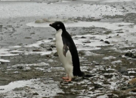 Pinguim na Antártica