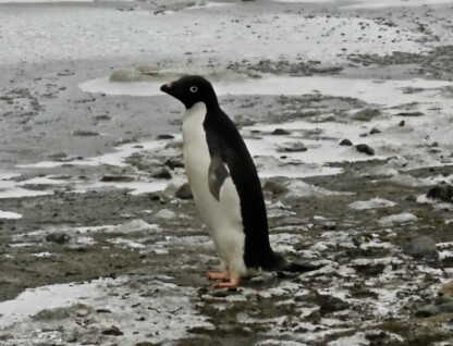 Pinguim na Antártica