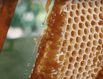 Imagem mostra colmeia em processo de produção de mel